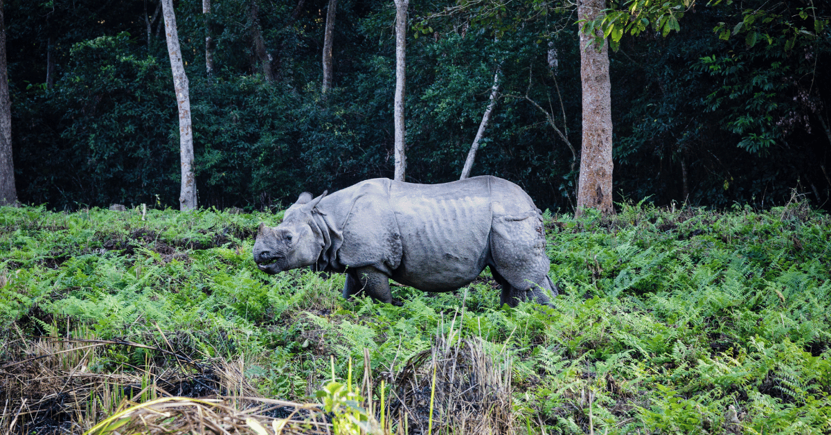 Kathmandu Chitwan Lumbini Tour 6 Nights 7 Days