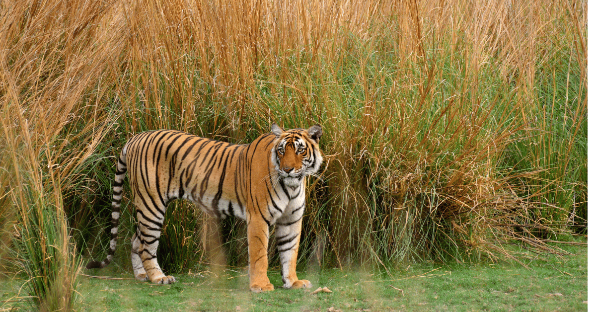 Kathmandu Chitwan Lumbini Tour 6 Nights 7 Days